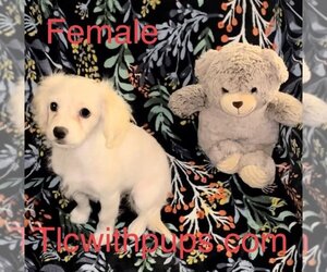 Beagle-Cockapoo Mix Dogs for adoption in Colton, CA, USA