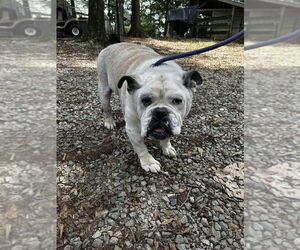 Bulldog Dogs for adoption in New York, NY, USA