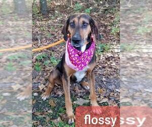 Black and Tan Coonhound Dogs for adoption in Newfoundland, PA, USA