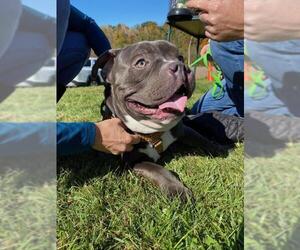 Staffordshire Bull Terrier Dogs for adoption in Newtown, PA, USA