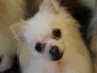 Pomeranian Dogs for adoption in Brewster, MA, USA