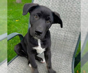 Siberian Husky-Unknown Mix Dogs for adoption in Omaha, NE, USA