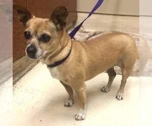 Chihuahua Dogs for adoption in Rancho Cucamonga, CA, USA
