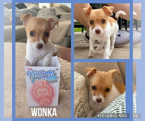 Chihuahua-Unknown Mix Dogs for adoption in Plainfield, IL, USA