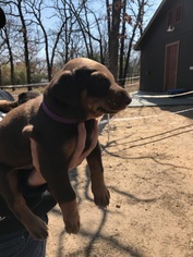 Doberman Pinscher Dogs for adoption in Minneapolis, MN, USA