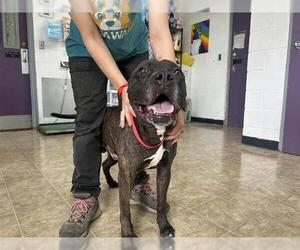 Mutt Dogs for adoption in Raleigh, NC, USA