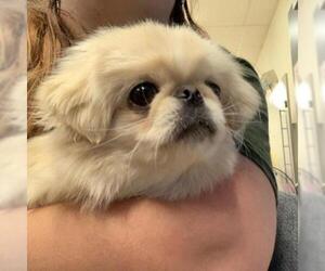 Pekingese Dogs for adoption in Zanesville, OH, USA