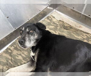 German Shepherd Dog-Unknown Mix Dogs for adoption in San Bernardino, CA, USA