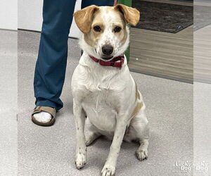 Collie-Unknown Mix Dogs for adoption in Washington, DC, USA