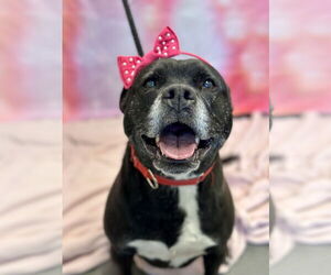 Mutt Dogs for adoption in Jackson , NJ, USA