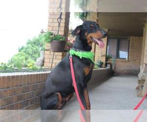 Doberman Pinscher Dogs for adoption in Great Bend, KS, USA