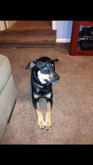 Small Australian Shepherd-Rottweiler Mix