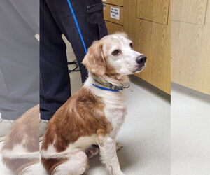 Brittany Dogs for adoption in Curwensville, PA, USA