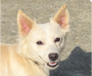Mutt Dogs for adoption in San Ramon, CA, USA