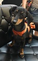 Dachshund Dogs for adoption in Valrico, FL, USA