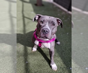 American Pit Bull Terrier-Staffordshire Bull Terrier Mix Dogs for adoption in Princeton, MN, USA