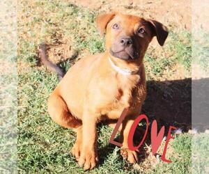 Golden Retriever-Unknown Mix Dogs for adoption in Chandler, AZ, USA