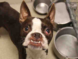 Boston Terrier Dogs for adoption in Fort Wayne, IN, USA