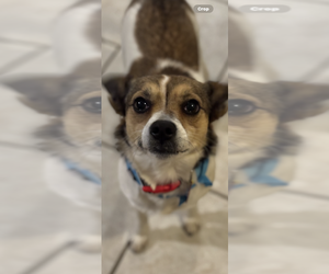 Medium Photo #2 Chihuahua-Unknown Mix Puppy For Sale in Conway, AR, USA