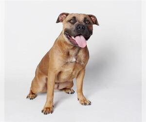 Staffordshire Bull Terrier Dogs for adoption in Burbank, CA, USA