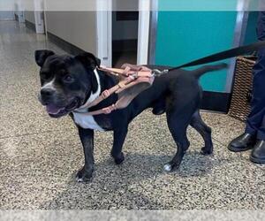 American Pit Bull Terrier-Unknown Mix Dogs for adoption in Tracy, CA, USA