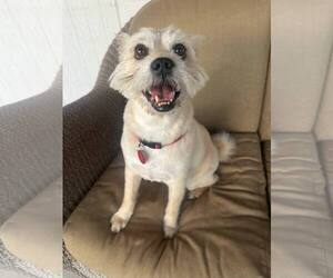 Cairn Terrier-Unknown Mix Dogs for adoption in Tempe , AZ, USA