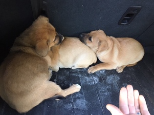 Shepradors Dogs for adoption in CRESCENT CITY, FL, USA