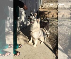 Alaskan Husky Dogs for adoption in Santa Monica, CA, USA