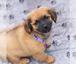 Chihuahua-Unknown Mix Dogs for adoption in San Diego, CA, USA