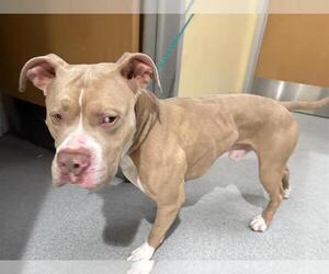 American Pit Bull Terrier Dogs for adoption in Orange, CA, USA