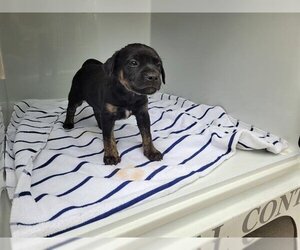 Rottweiler-Unknown Mix Dogs for adoption in Houston, TX, USA