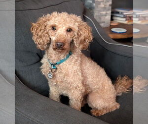 Poodle (Miniature) Dogs for adoption in Brooklyn Center, MN, USA