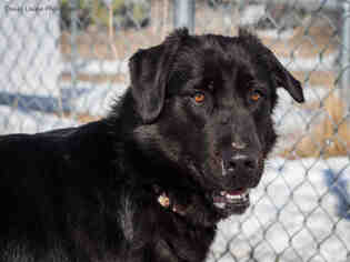 Borador Dogs for adoption in Grasswood, Saskatchewan, Canada