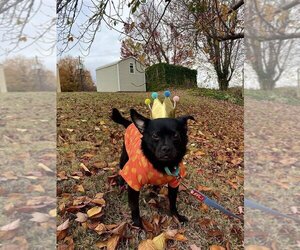 Pug-Unknown Mix Dogs for adoption in Candler, NC, USA