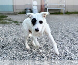 Mutt Dogs for adoption in Santa Cruz, CA, USA