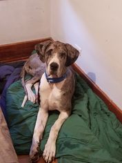 Great Dane Dogs for adoption in Waterloo, IA, USA