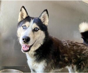 Siberian Husky Dogs for adoption in San Bernardino, CA, USA