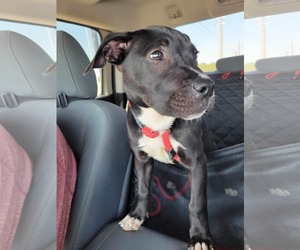 American Staffordshire Terrier-Labrador Retriever Mix Dogs for adoption in Dallas, TX, USA