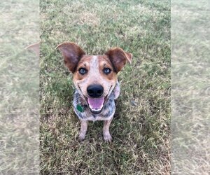 Mutt Dogs for adoption in OKLAHOMA CITY, OK, USA