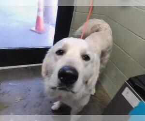 Great Pyrenees Dogs for adoption in Tulsa, OK, USA