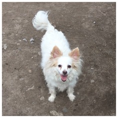 American Eskimo Dog-Unknown Mix Dogs for adoption in Hope, British Columbia, Canada