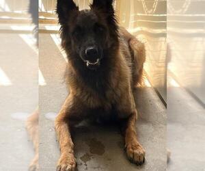 Mutt Dogs for adoption in Santa Barbara, CA, USA