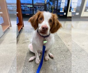 Brittany Dogs for adoption in Sherman Oaks, CA, USA