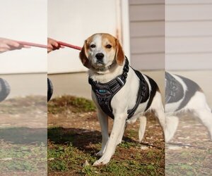 Beagle-Unknown Mix Dogs for adoption in Martinsburg, WV, USA