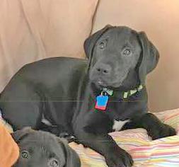 Medium Photo #1 Labrador Retriever-Unknown Mix Puppy For Sale in Minneapolis, MN, USA