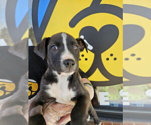 Mutt Dogs for adoption in Candler, NC, USA