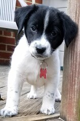 Lab-Pointer Dogs for adoption in Potomac, MD, USA