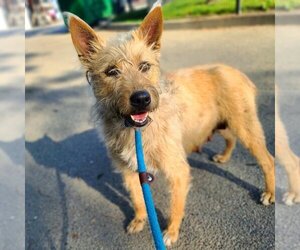 Airedale Terrier-Unknown Mix Dogs for adoption in Long Beach, CA, USA