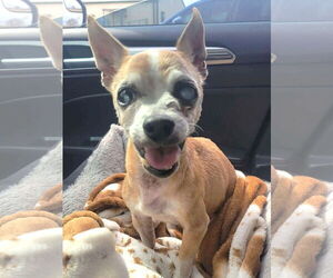 Chihuahua Dogs for adoption in Boonton, NJ, USA