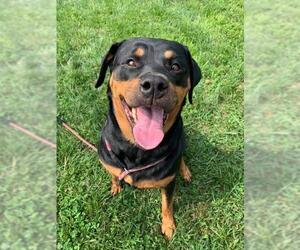 Rottweiler Dogs for adoption in Baltimore, MD, USA